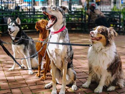 The Complete Pro Puppy & Dog Training Bundle Deal 2023